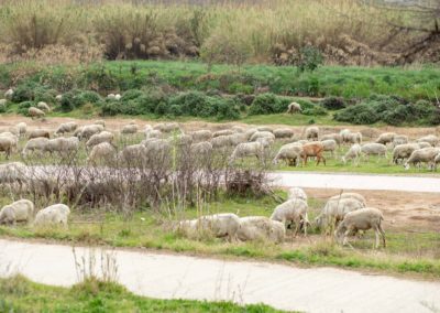 Ovelles pasturant pel Delta de Llobregat i pesca de fons