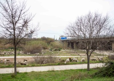 Ovelles pasturant pel Delta de Llobregat