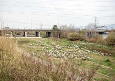 Ovelles pasturant pel Delta de Llobregat amb pont autopista de fons