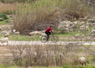 Bicicleta pel Delta de Llobregat envoltada d’ovelles