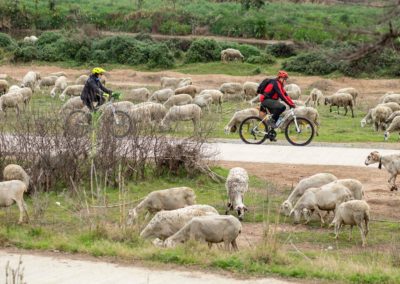 Dues bicicletes pel Delta de Llobregat envoltades d’ovelles