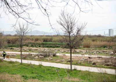 Ovelles pasturant pel Delta de Llobregat amb el pastor